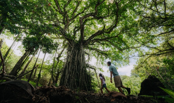 Family walking beneath a banyan tree